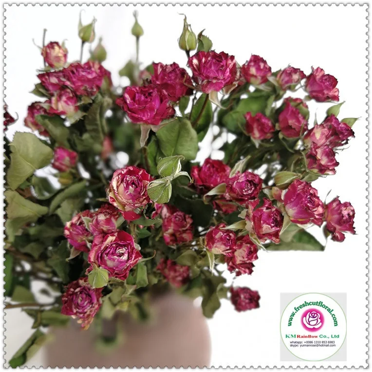natural dried sprayed rose bunches with size 10 stems per bunch