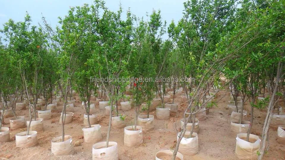 
Red Pomegranate Tree for Sale 