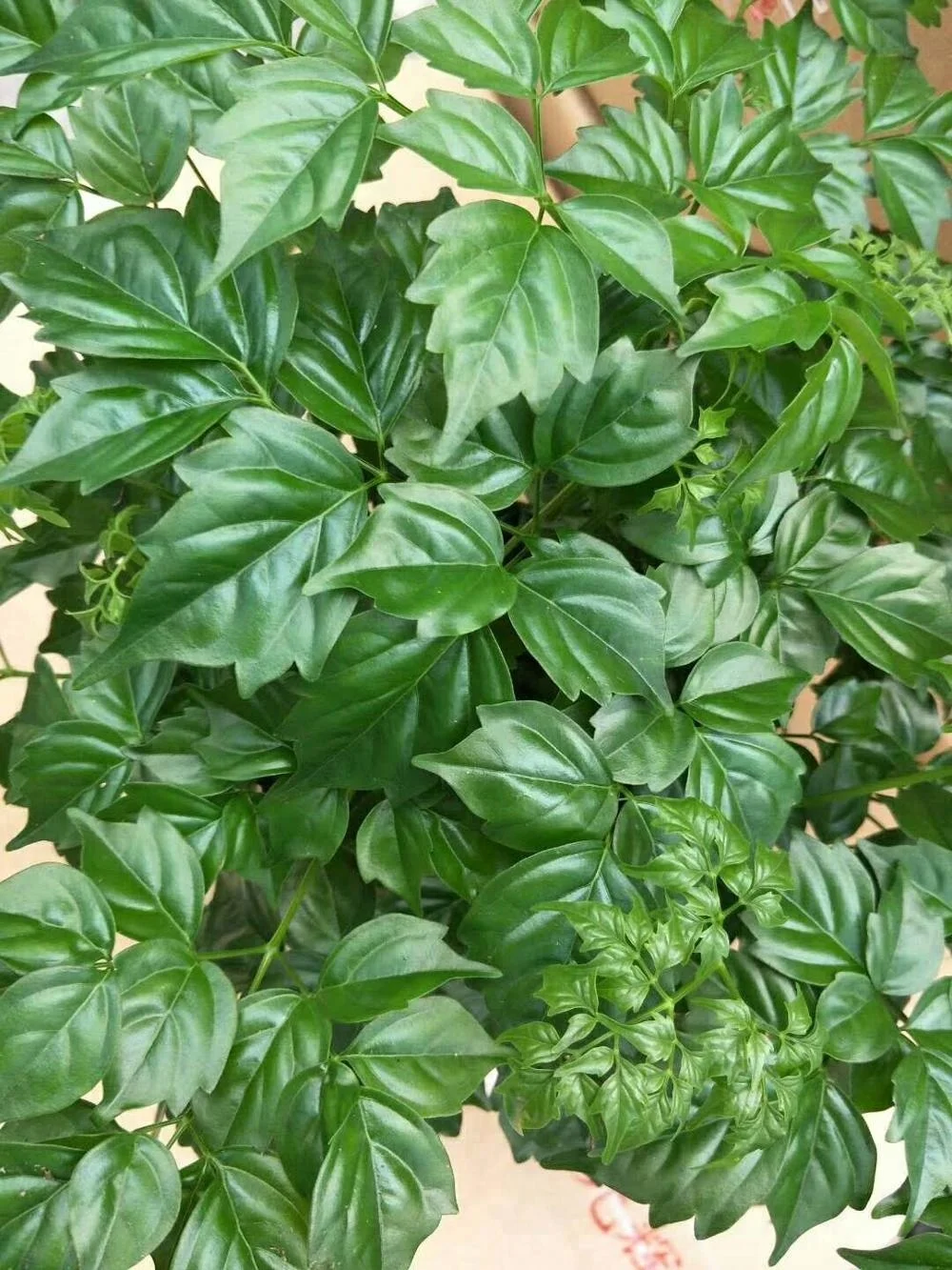 Оптовая продажа, Листва растений, радермахера хайнансис Мерр. Растение