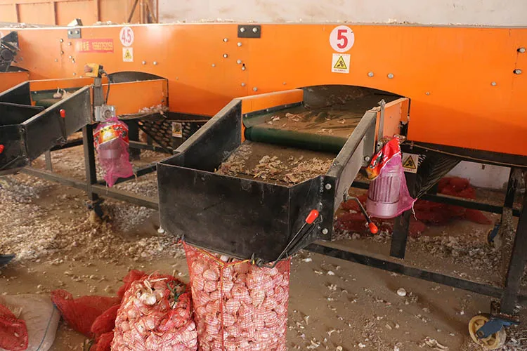 
Fresh Garlic Specification, Fresh Ginger And Fresh Garlic 