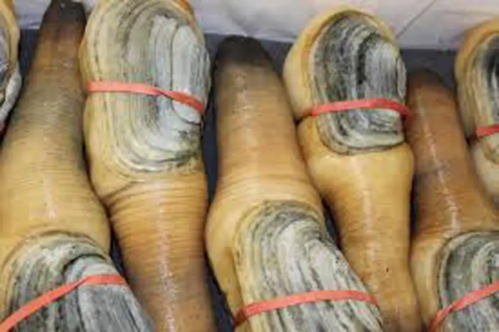 
Live geoduck 