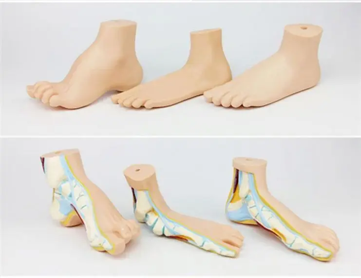 Медицинская модель для здоровой стопы/анатомическая модель человеческой стопы (плоскостопия, клоупа)