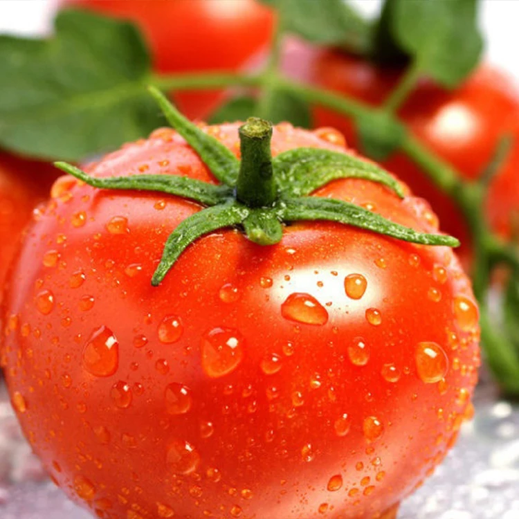 Высокотемпературные весенне-летние 260 г семена томатов