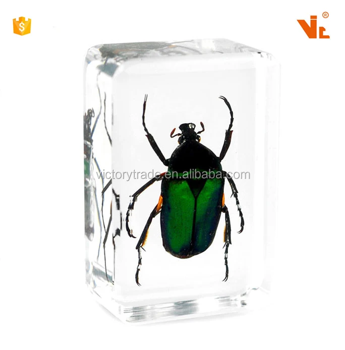 V-AMB005 transparent acrylic paper weight insect block paperweight