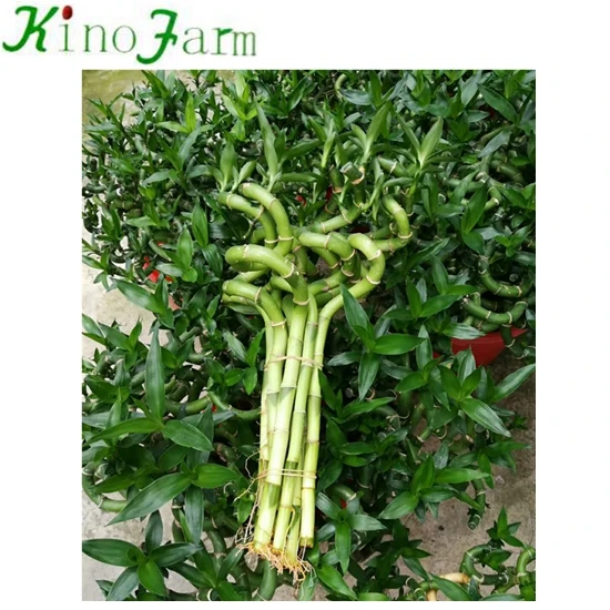 
 Высокое качество, оптовая продажа, счастливый бамбук, цена  