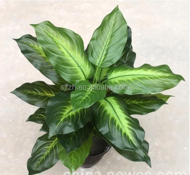 factory price hot sale adenium bonsai guangzhou