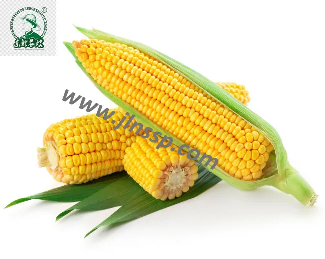 
Yellow Fresh Sweet Corn for BBQ 