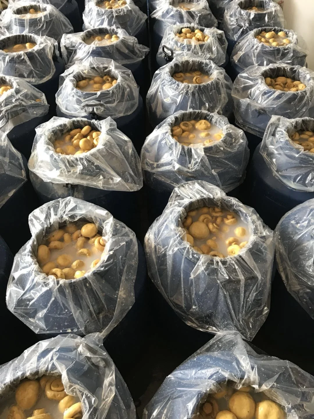 
Wholesale brined mushrooms in drums 