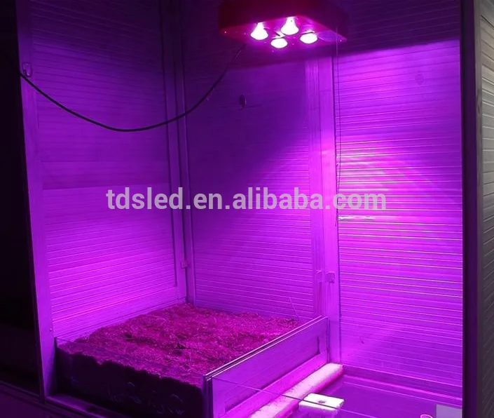 Factory wholesale 380nm - 840nm Full spectrum cob growing light led module 30W 50W for green house