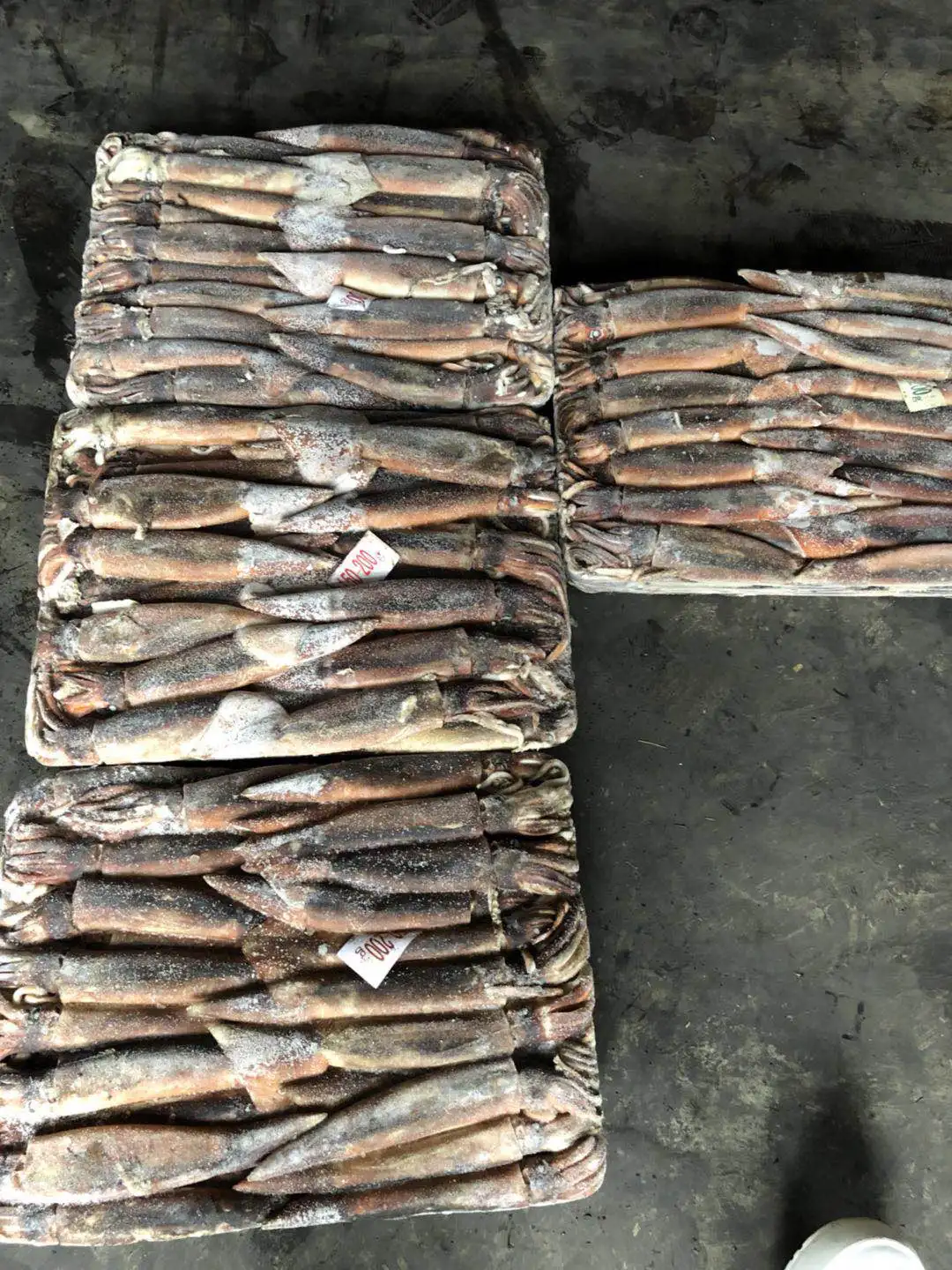 Argentina Squid 200-300g New Catch Raw Squid Price