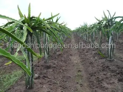 
Dragon Fruit Plant Nurseries for Sale 
