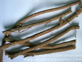 Dried Liquorice / Licorice Roots Longsticks