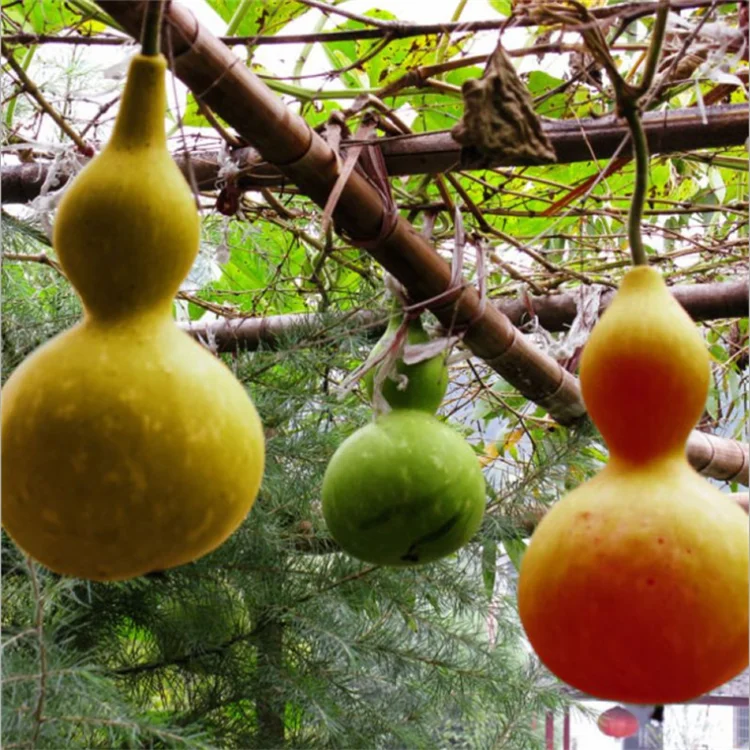 
Ornamental Large Bottle Gourd Seeds Calabash Seeds 