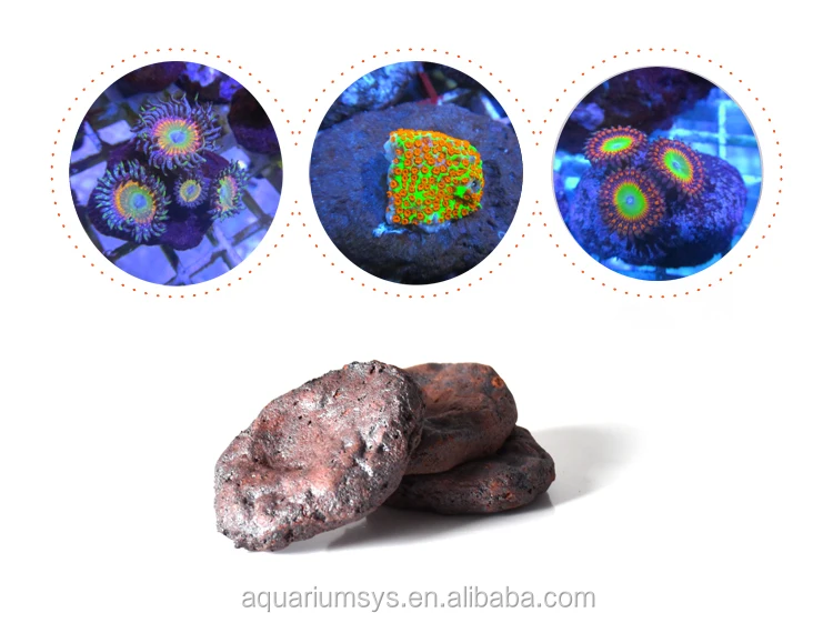 ASFD/L - AS Fraggie Holic коралловый фракционный диск керамическая основа коралловый риф фракционная пробка