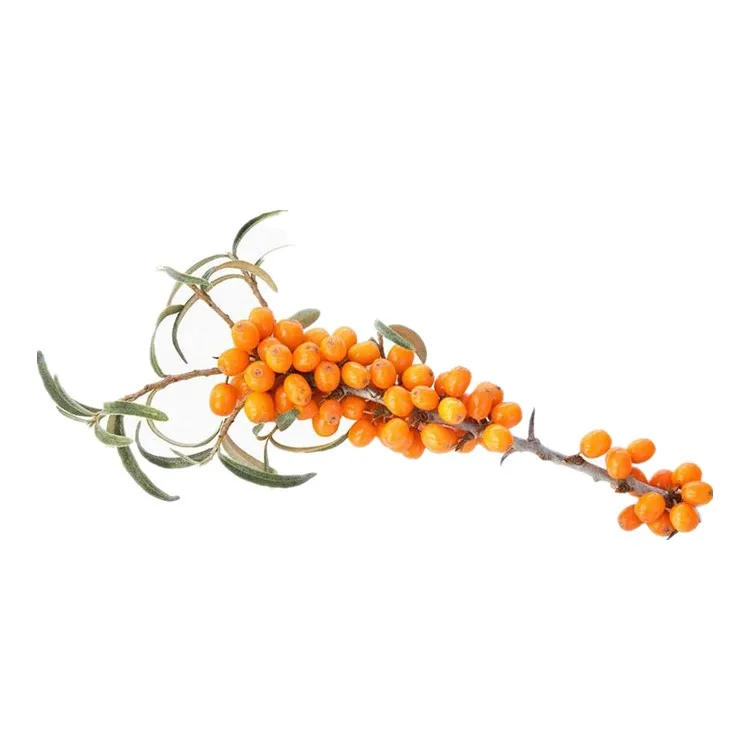 Factory Supply 100% Pure Sea Buckthorn  Oil