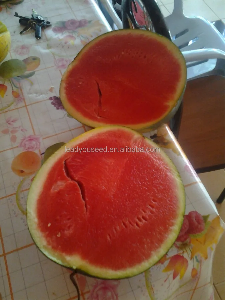 Новинка, гибридные семена арбуза W01 f1 большого размера