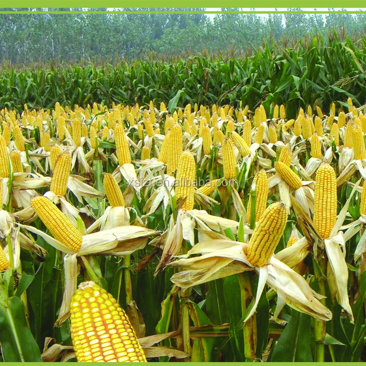 Maize corn Variety and Grain Type yellow maize for poultry feed