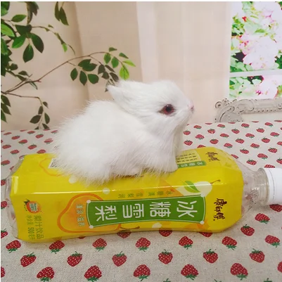 Easter Stuffed Animal Toy Bunny Real Hare Soft Toy Kids Gift Home Decoration