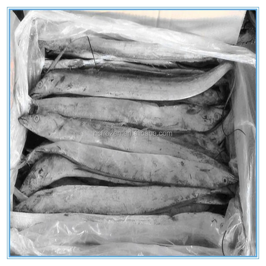 BQF Frozen fresh whole round ribbon fish for sale