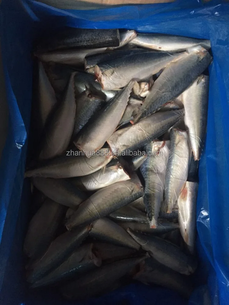 ХАГА pacific скумбрия, тихоокеанский скумбрия для палками, китай происхождения скумбрия ХАГА