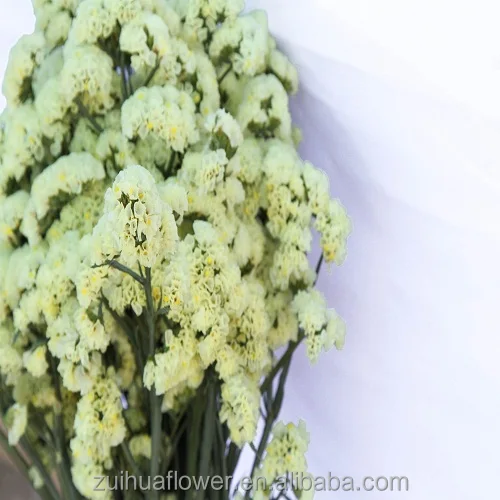 forget me not Fresh cut flower for floral Bouquet material