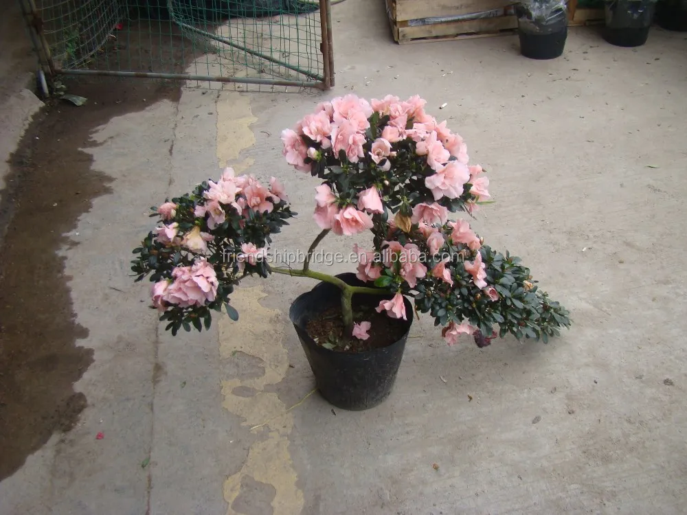 shaped blooming Rhododendron azalea bonsai