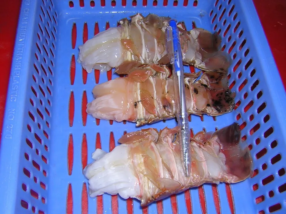  Замороженный песчаный Лобстер из Вьетнама