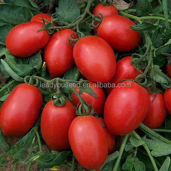 
 Голубые продолговатые томатные семена для обработки AT011  