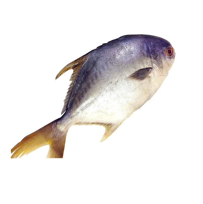 High quality FROZEN GOLDEN POMFRET