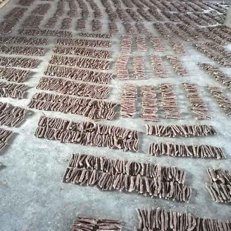 
Pao tong cold resistant hybrid paulownia 9501 cut root for planting 