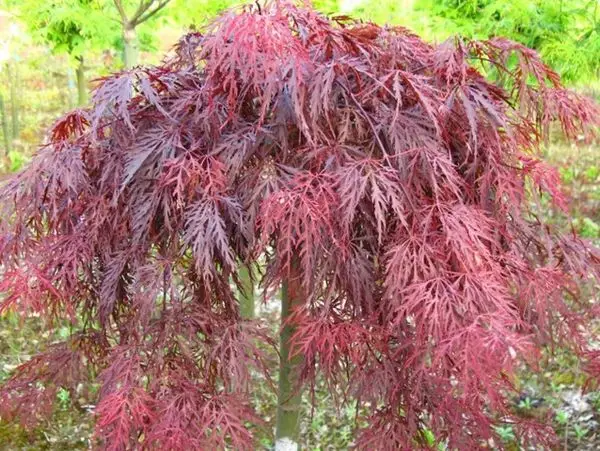 
Acer Palmatum/ maple Plants in Bonsai 