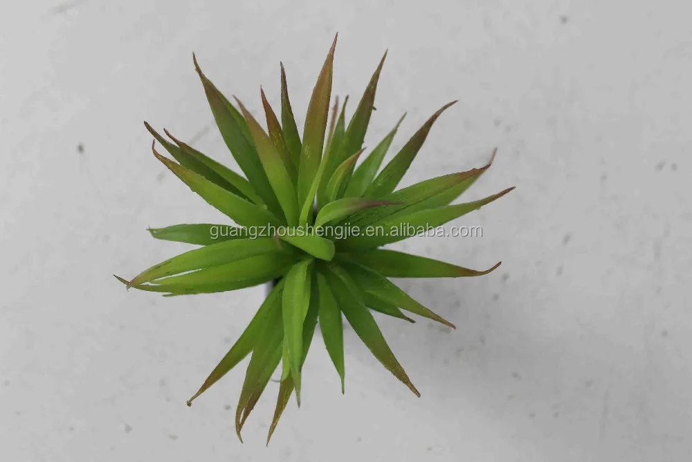 Decorative mini cactus succulent plant for vertical green wall