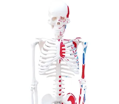 High quality Medical Human Spine Model