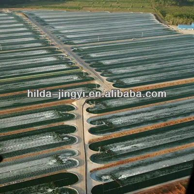 
Healthy blue green algae Spiruline (spirulina) powder 