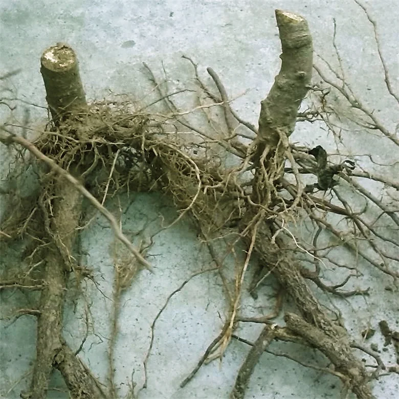 
Chinese supply pao tong tree paulownia hybrid shantong plants 