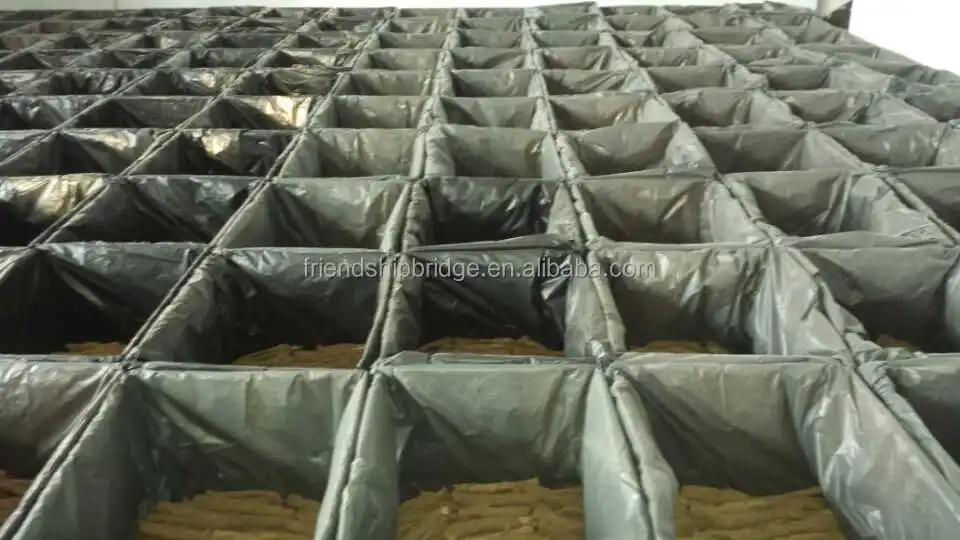 
Paulownia Elongata Cutting Roots 