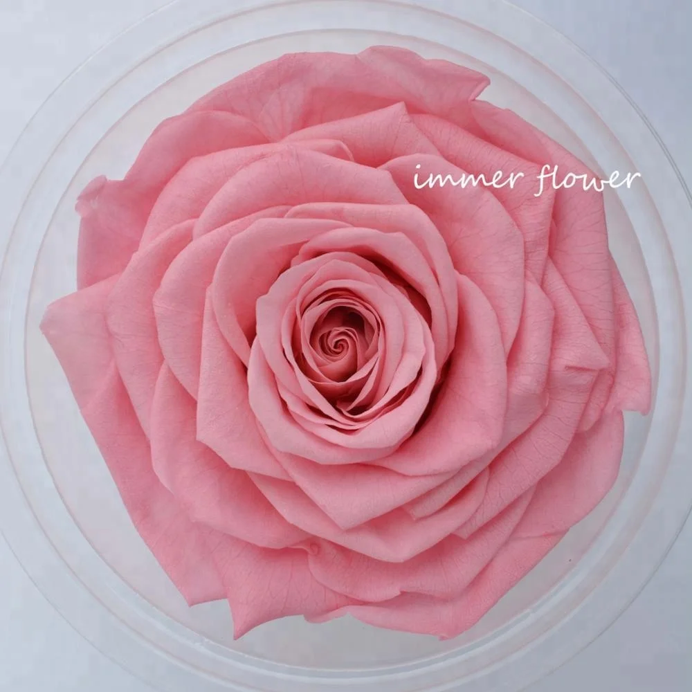 
Everlasting flowers ecuador huge rose Preserved Black Roses Flower 