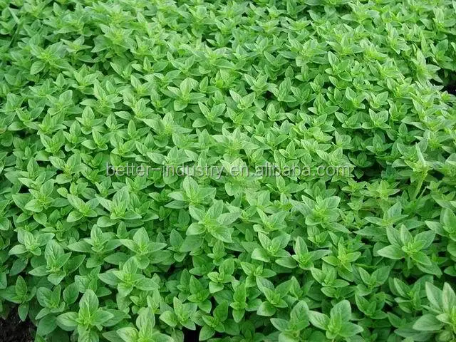 Solvent Extraction Unit Machine Plant Price