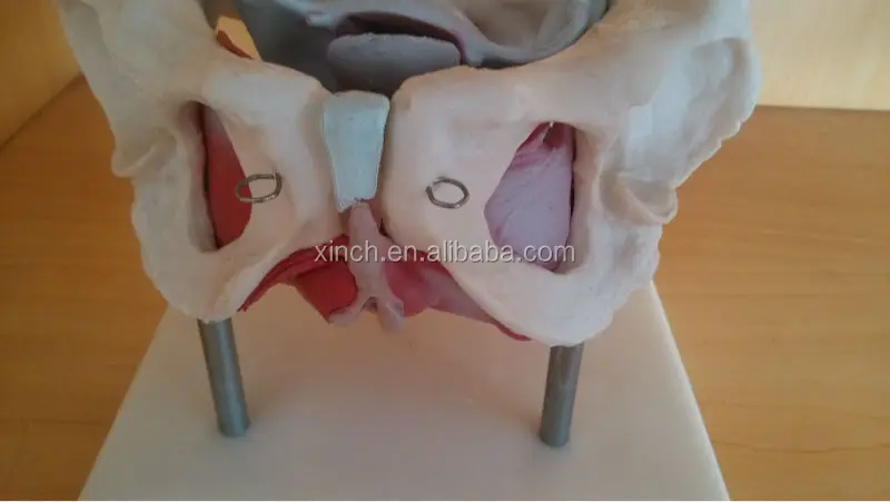 Female Pelvis Anatomy Model