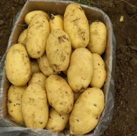 
New Crop Holland Yellow Fresh Potato 