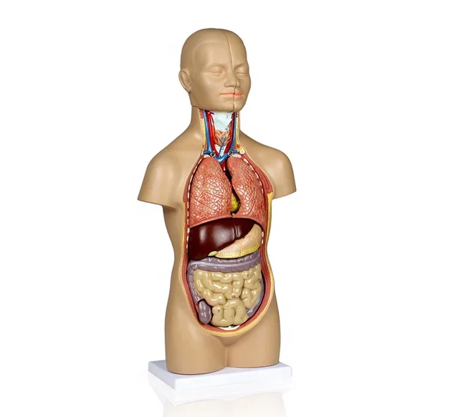 YA/T021 Life Size  42cm Sexless Human Torso 12 Parts