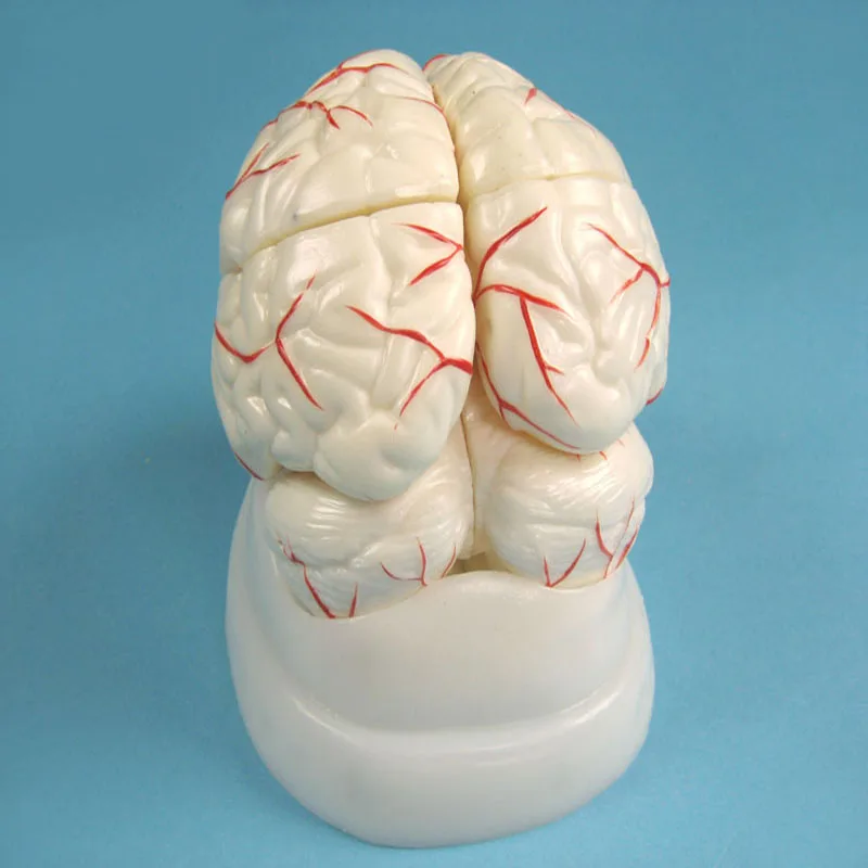 
Biology Education Equipment Human Brain Model with Arteries 