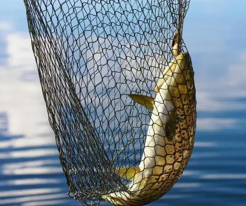 
Black, Blue, Green HDPE/PE Knotted/Knotless Fish/Fishing Net/Nets/Netting for Sale 