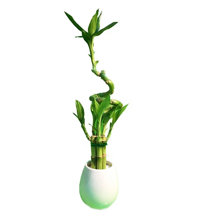 
Wholesale Bonsai Feng Shui Plants Lucky Bamboo Plants 