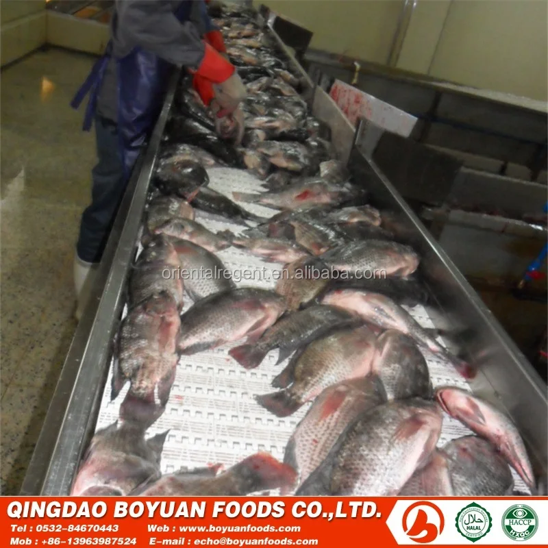 
African wholesale frozen 500-800g fish 
