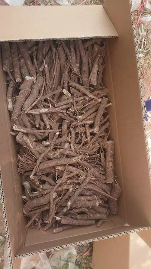 Paulownia roots 9501 Paulownia elongata Shantong Paulownia for Wholesale