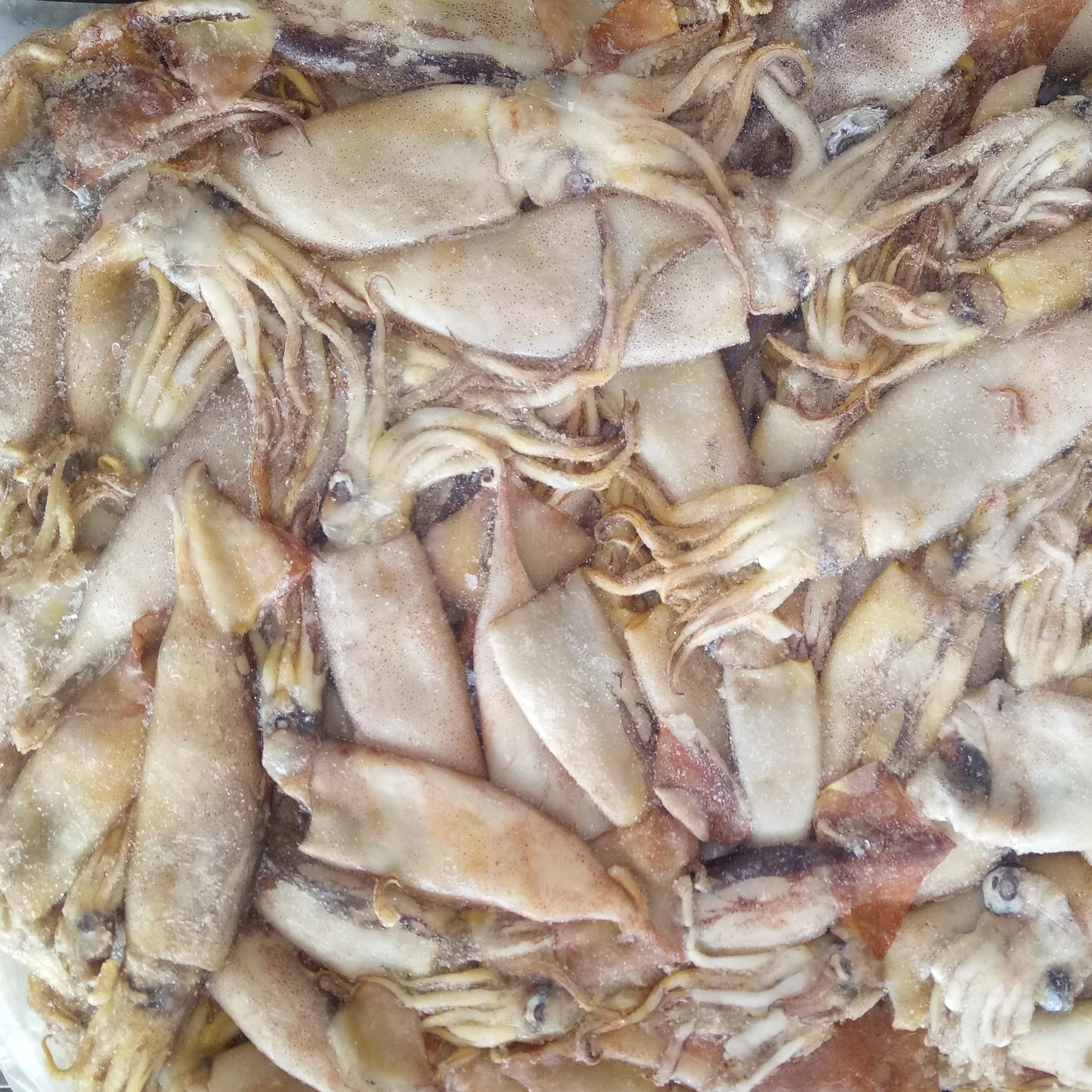 China origin best price of baby squid/ fly squid/ little squid