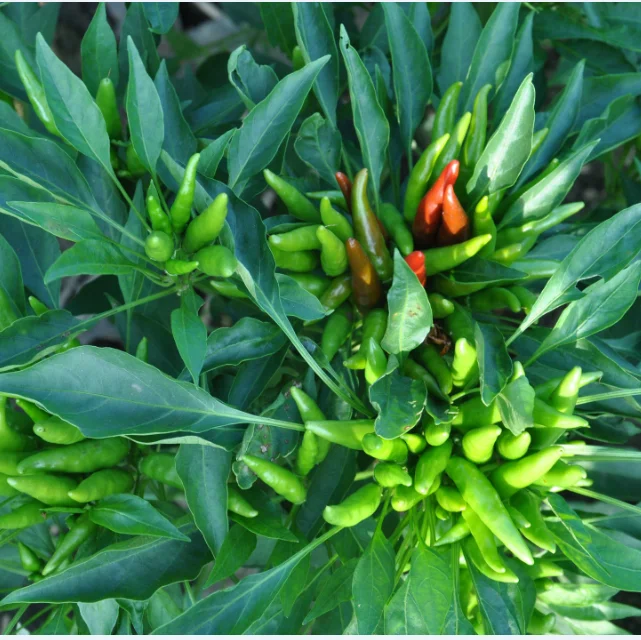 hot chili  dried by sun