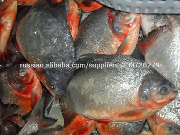 замороженные красный брама рыбы самых продаваемых продукт