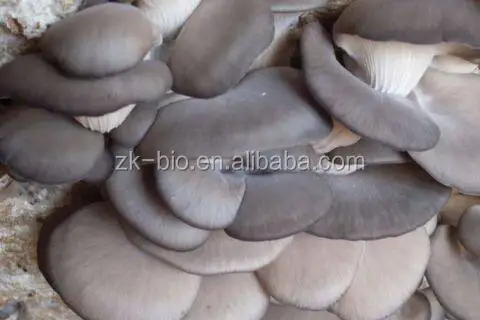 
Organic Pleurotus Eryngii Powder 